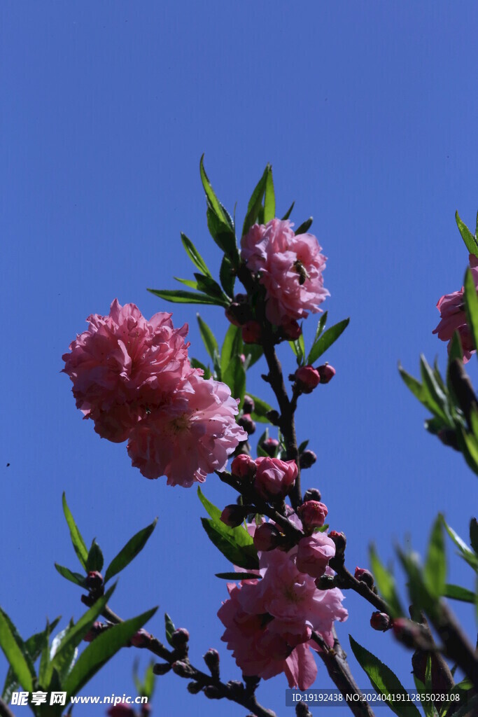 碧桃花 