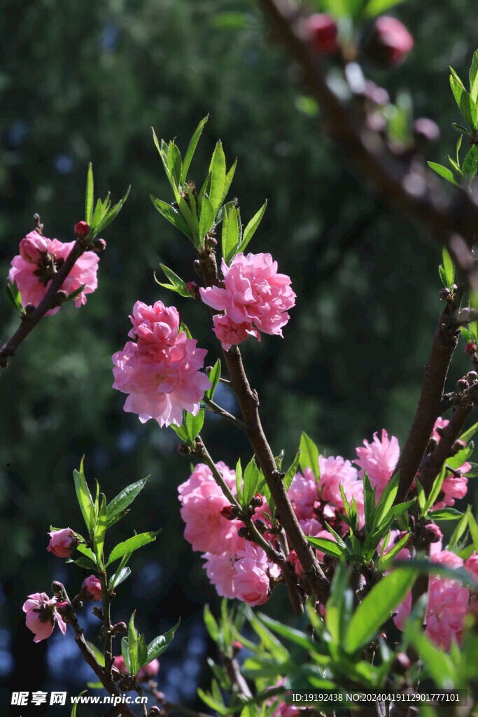 碧桃花 