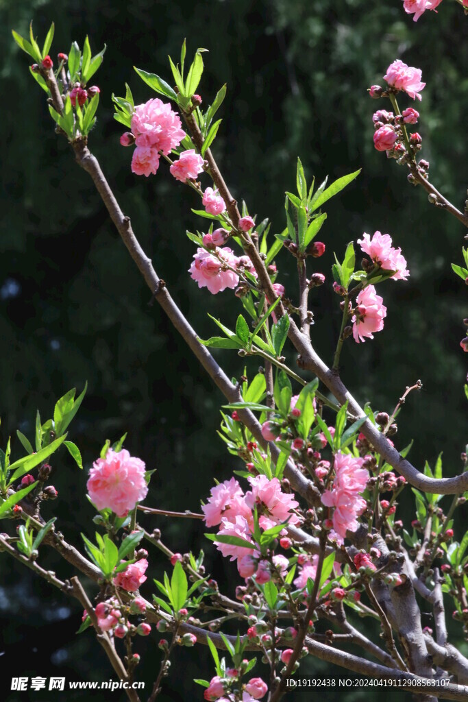 碧桃花  