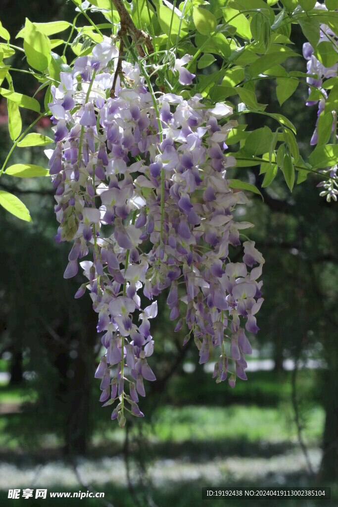 紫藤花 