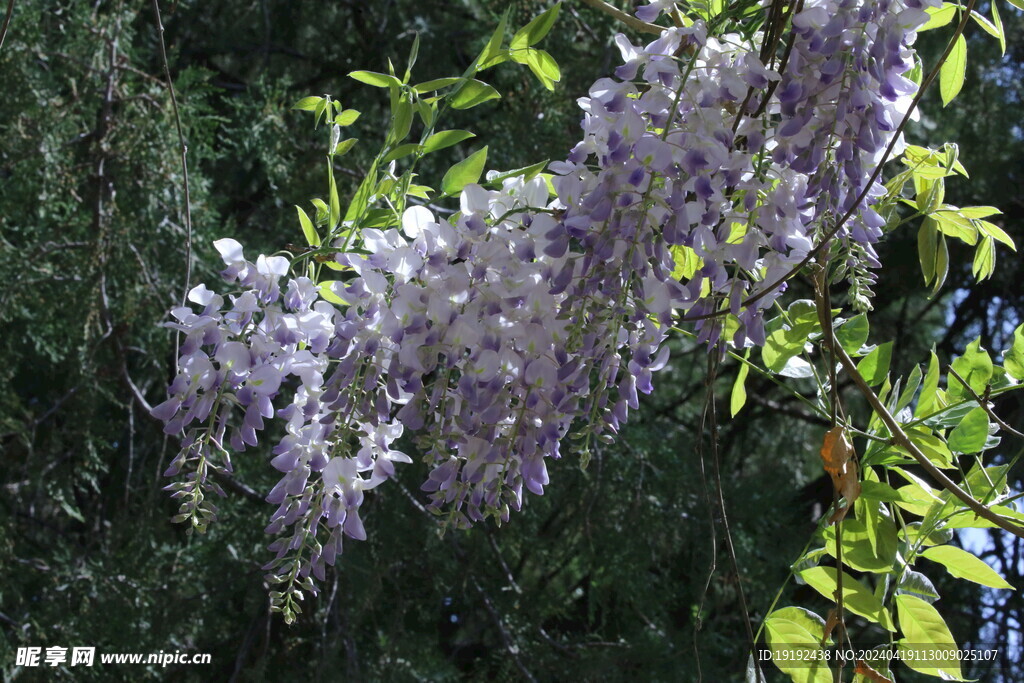 紫藤花  