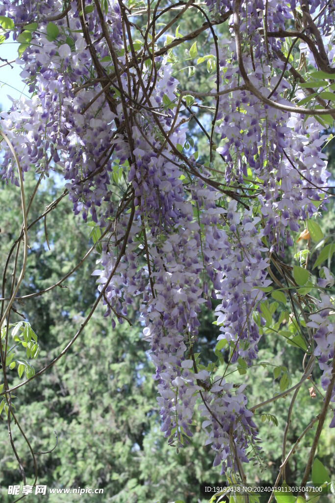 紫藤花  