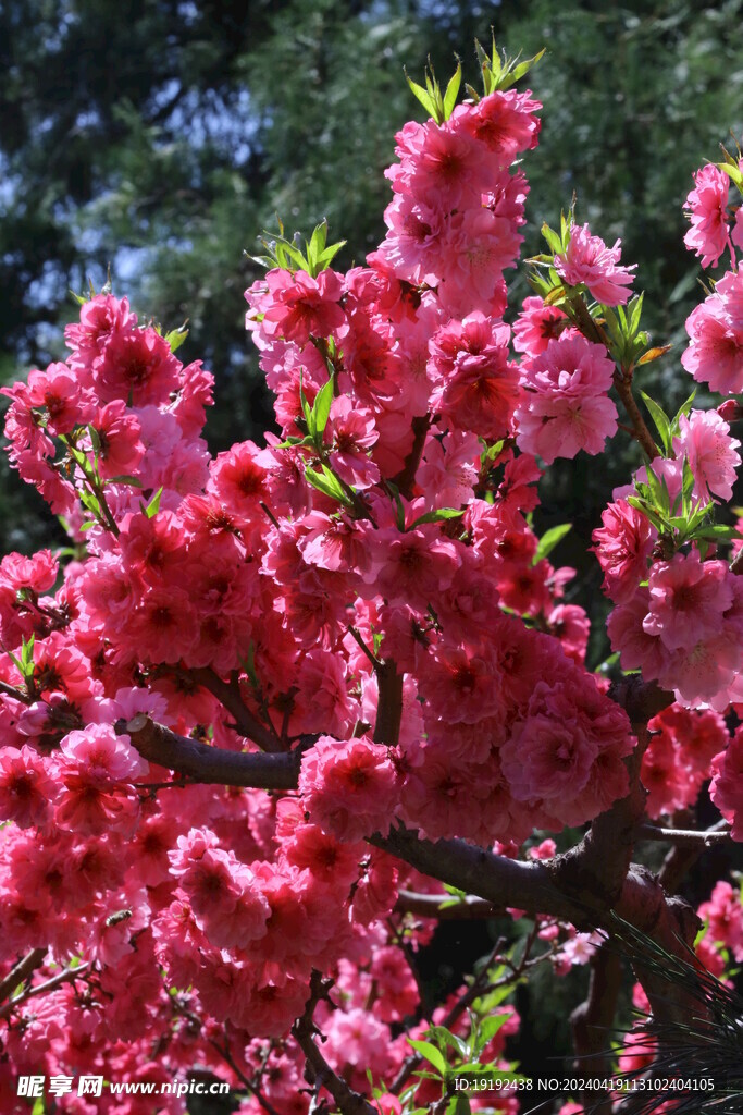 碧桃花  