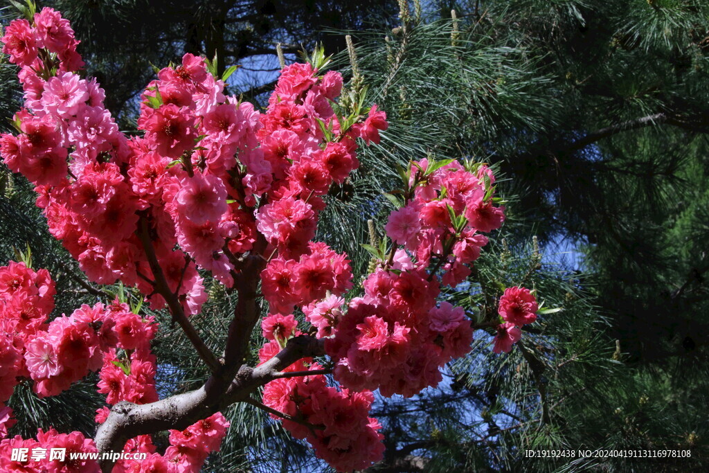 碧桃花 