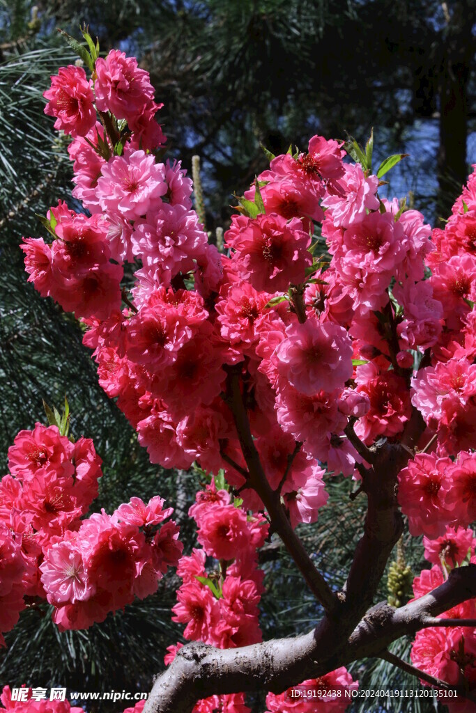 碧桃花 