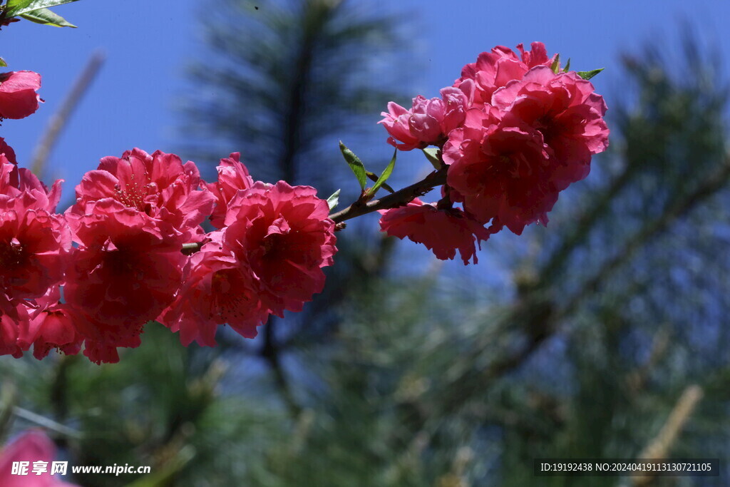 碧桃花