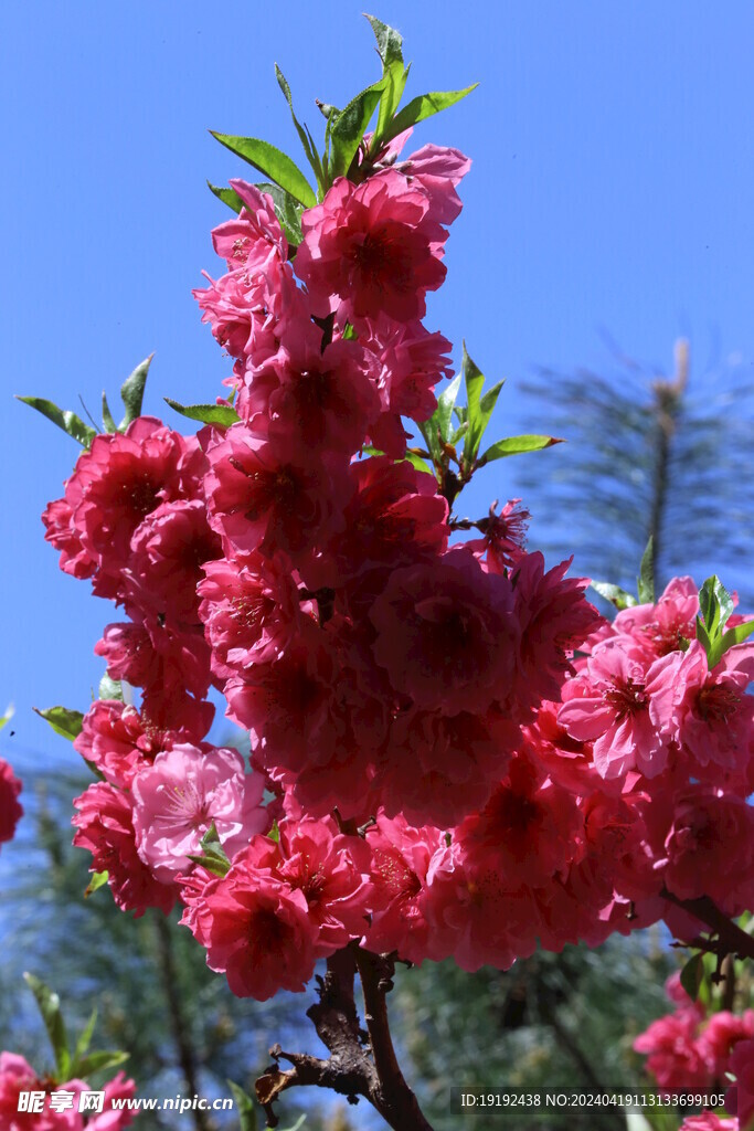 碧桃花