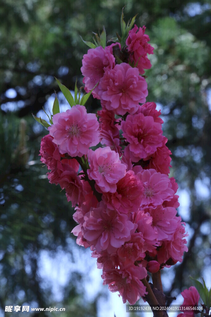 碧桃花  