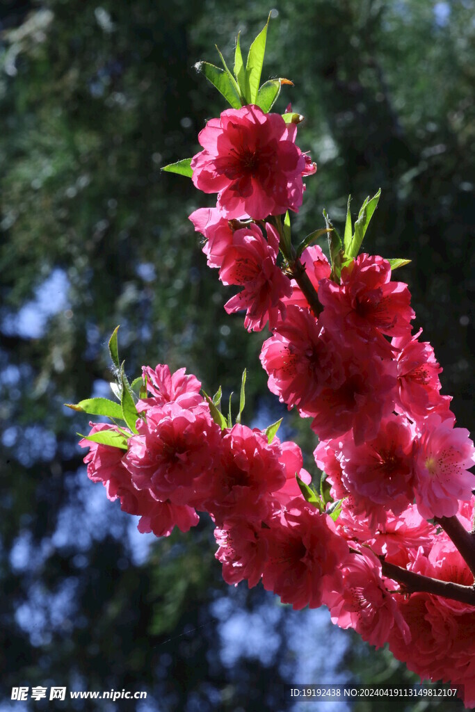 碧桃花  