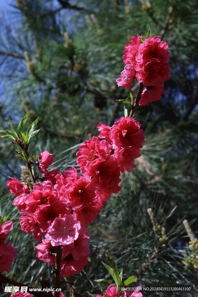 碧桃花 