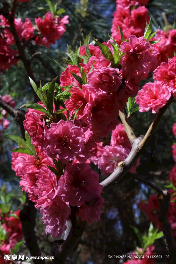 碧桃花 