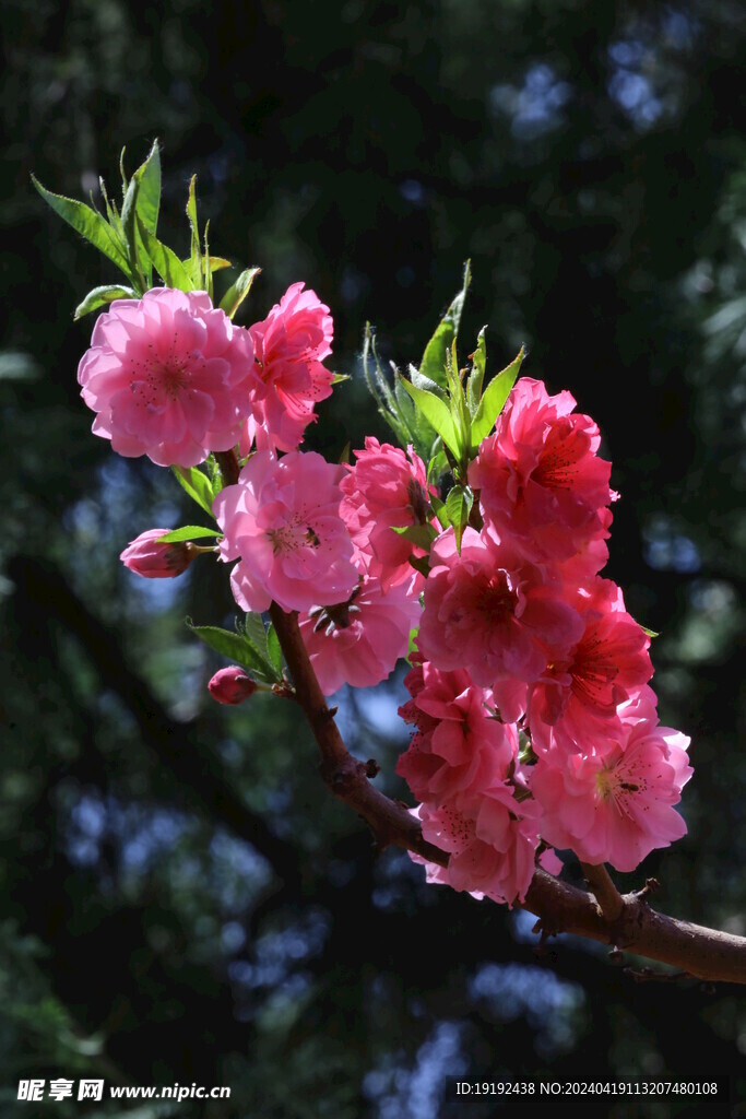碧桃花 