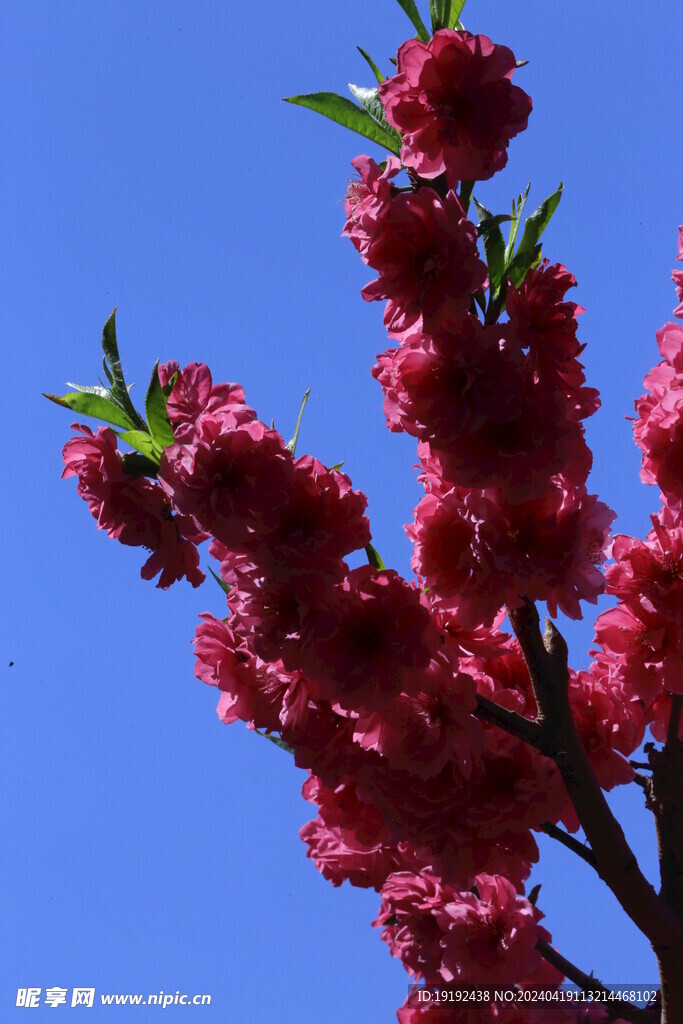 碧桃花  