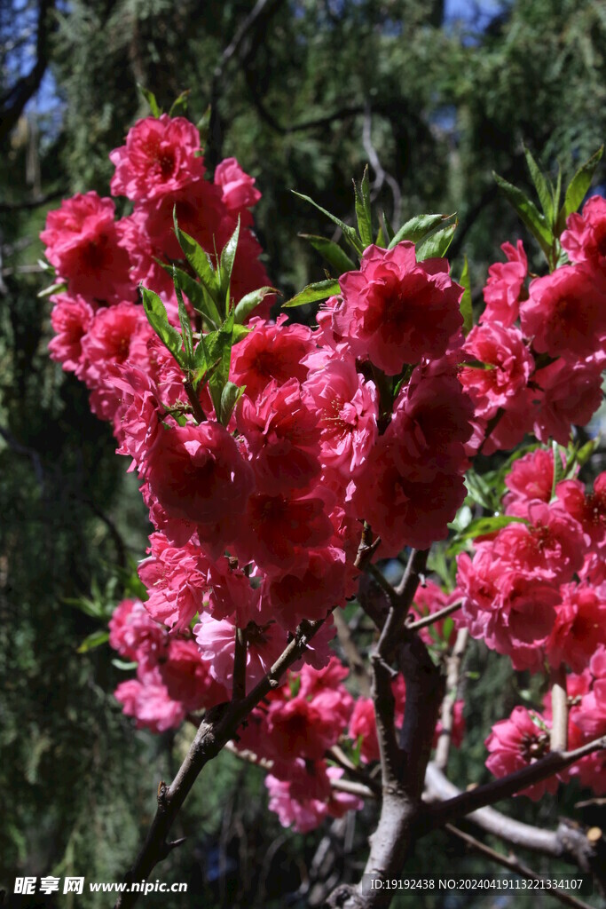 碧桃花  