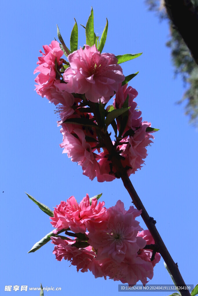 碧桃花  