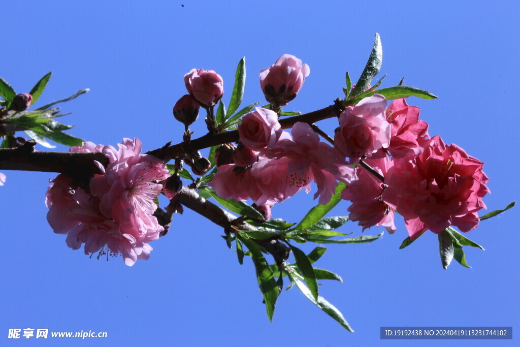 碧桃花  