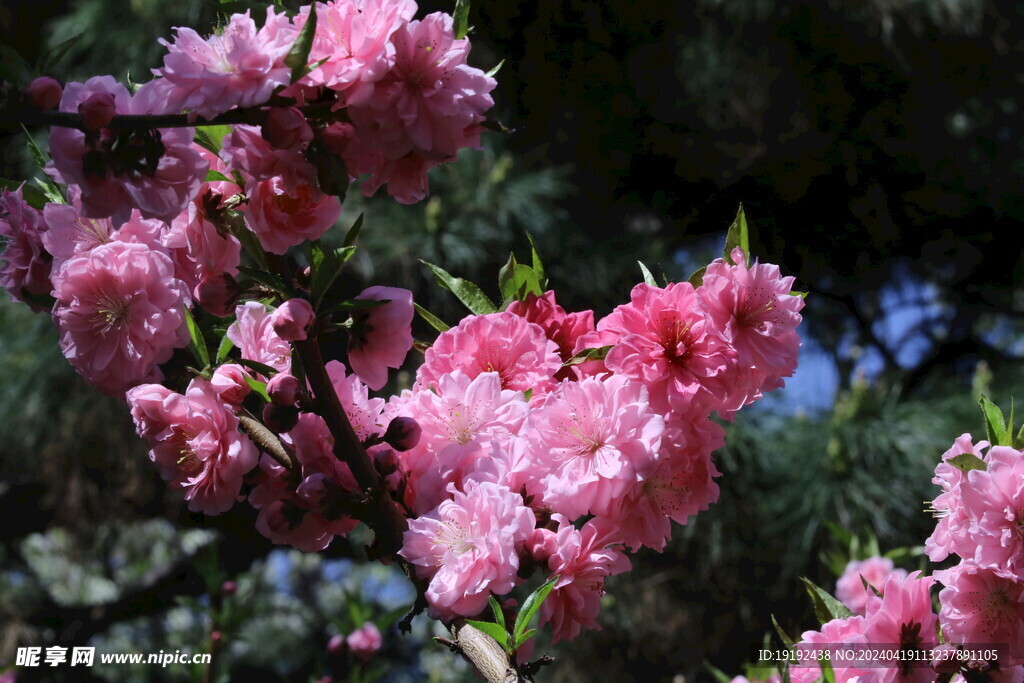 碧桃花 