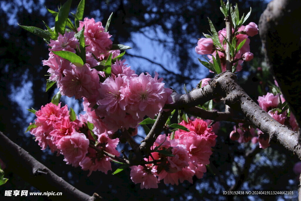 碧桃花  
