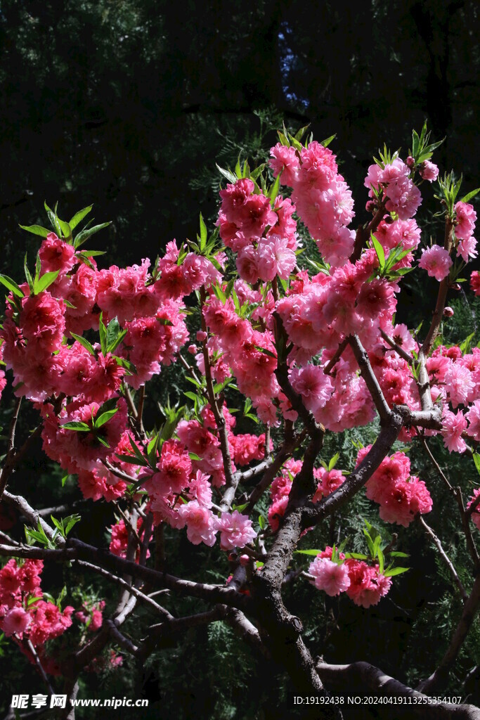 碧桃花 