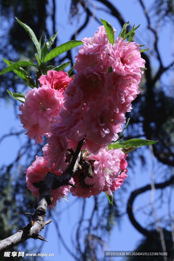 碧桃花  