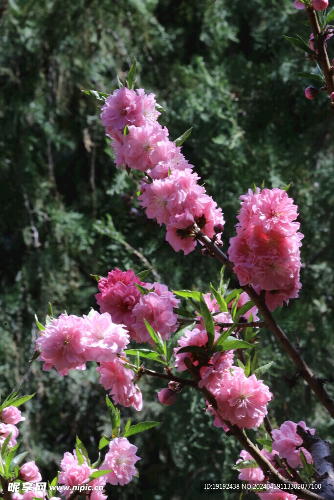 碧桃花 