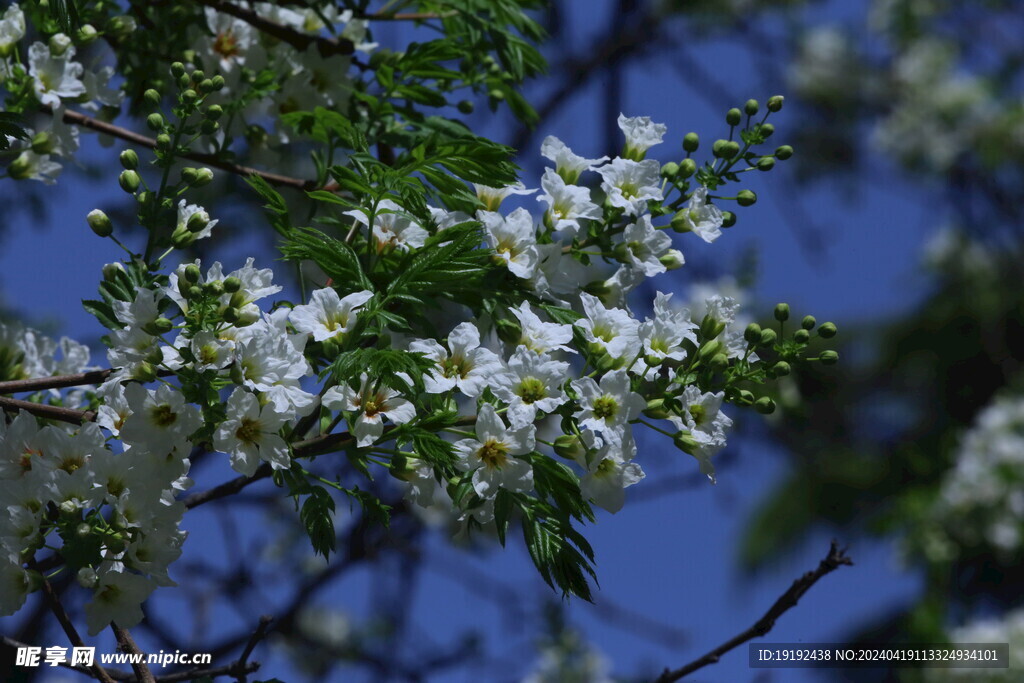 文冠果花  