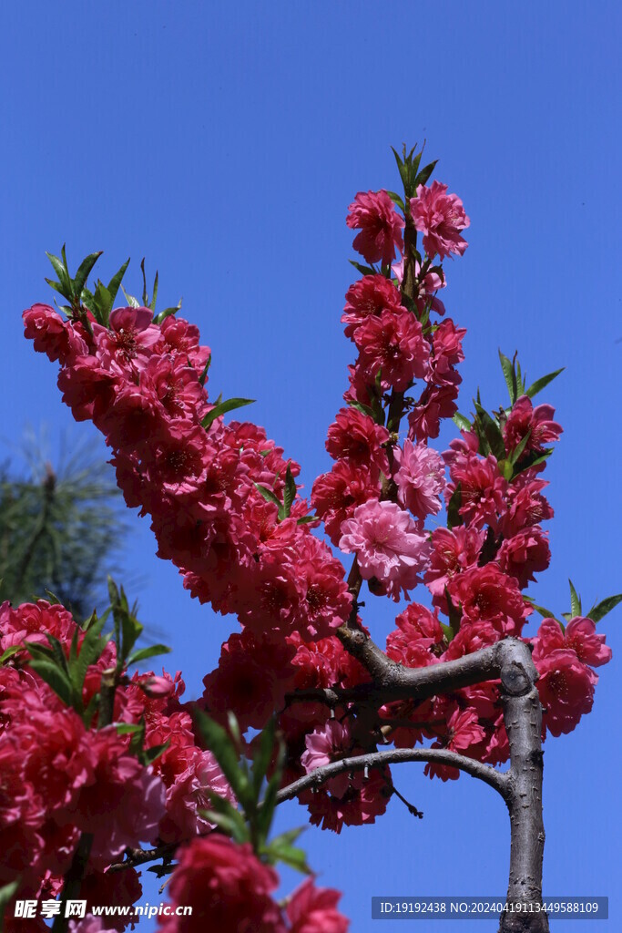 碧桃花  