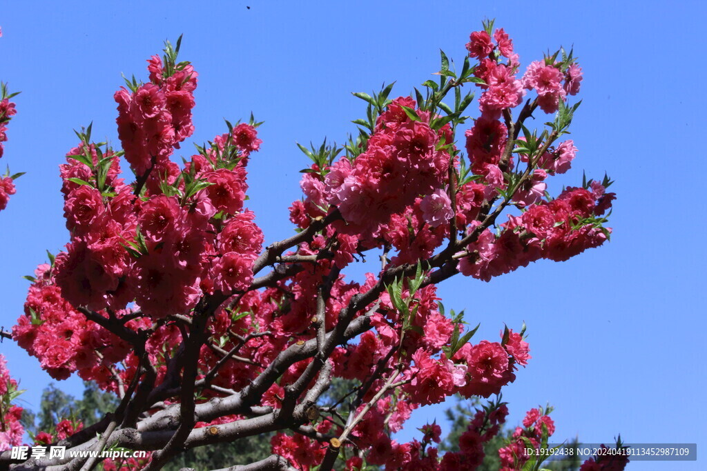 碧桃花  