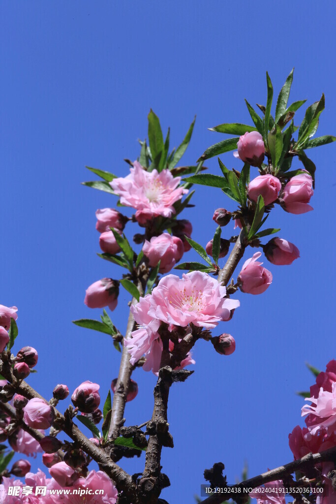碧桃花