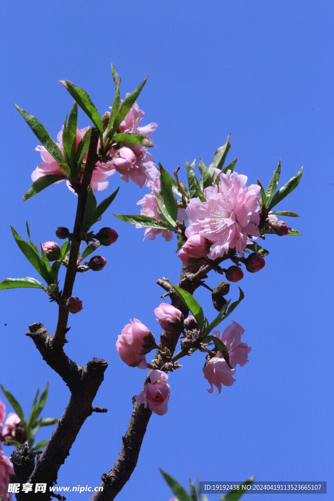 碧桃花  