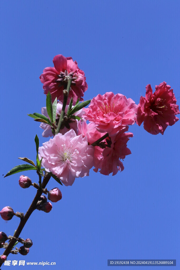 碧桃花  