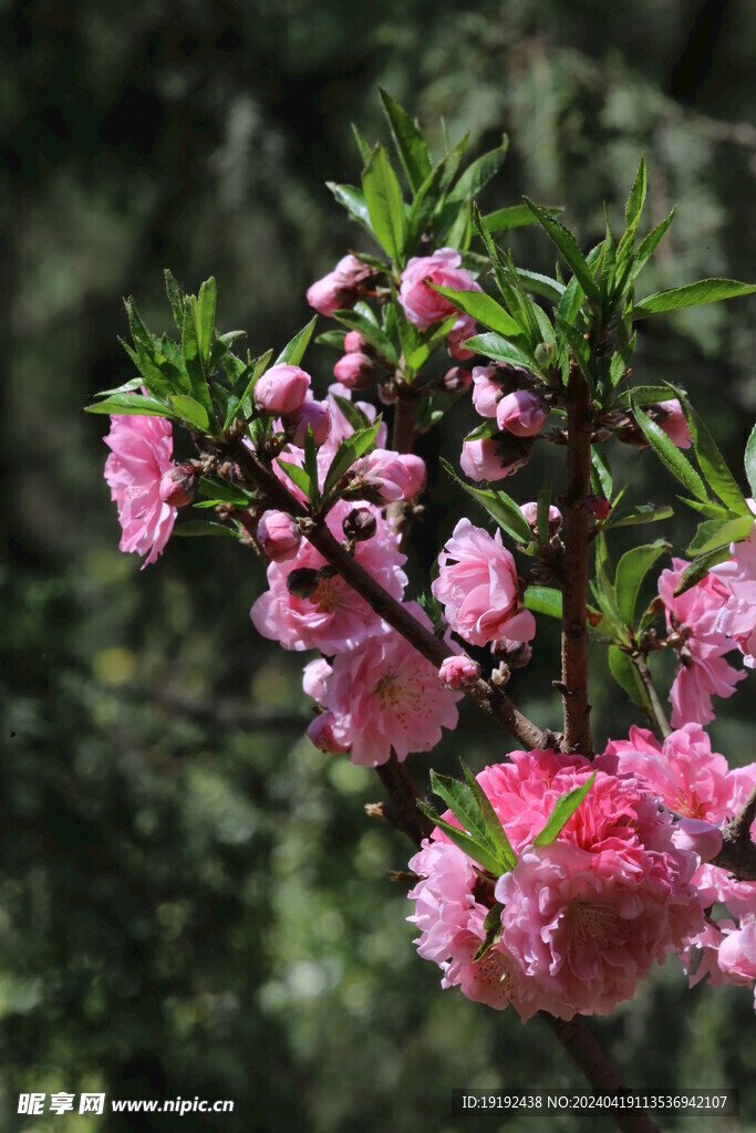 碧桃花  