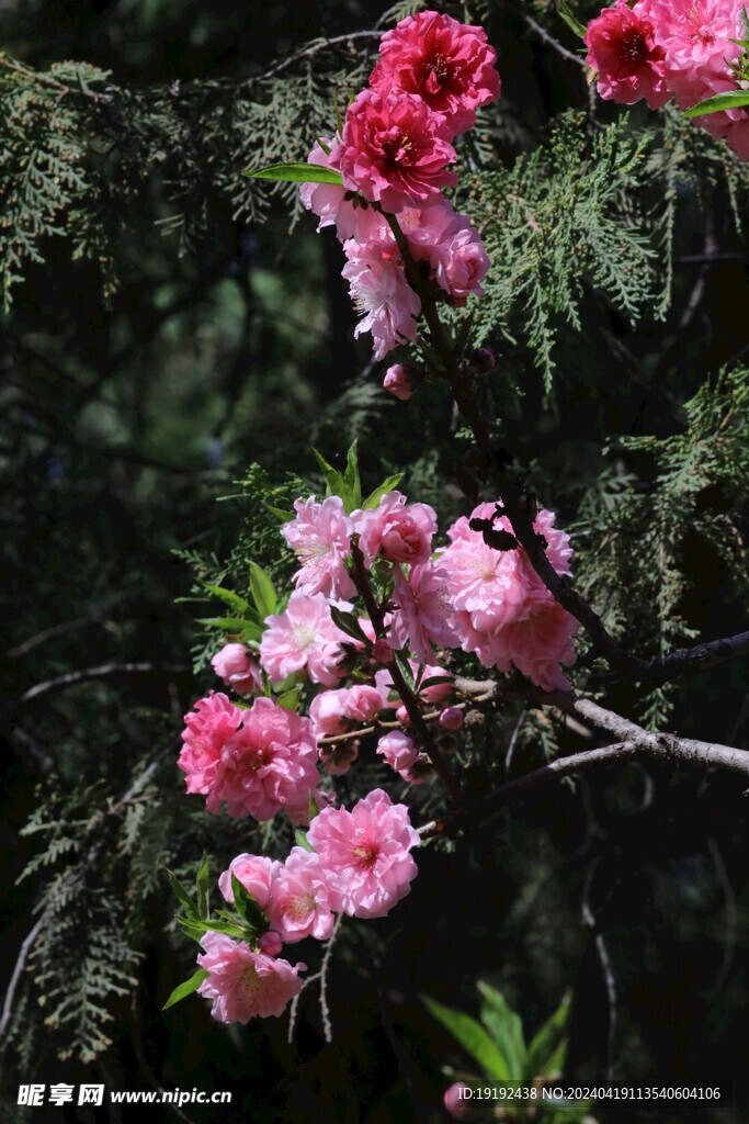 碧桃花