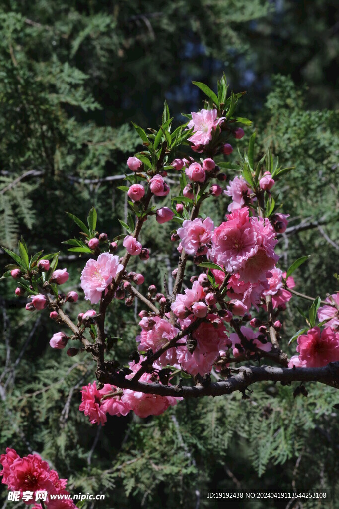 碧桃花 