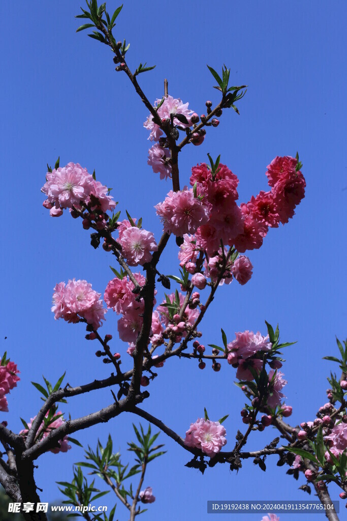 碧桃花  