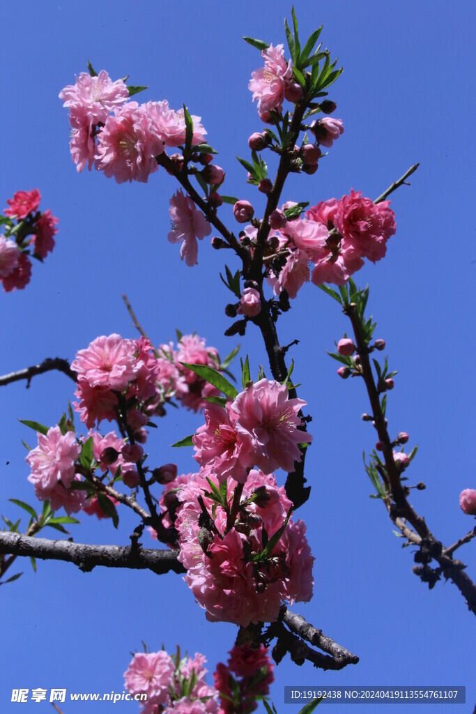 碧桃花  