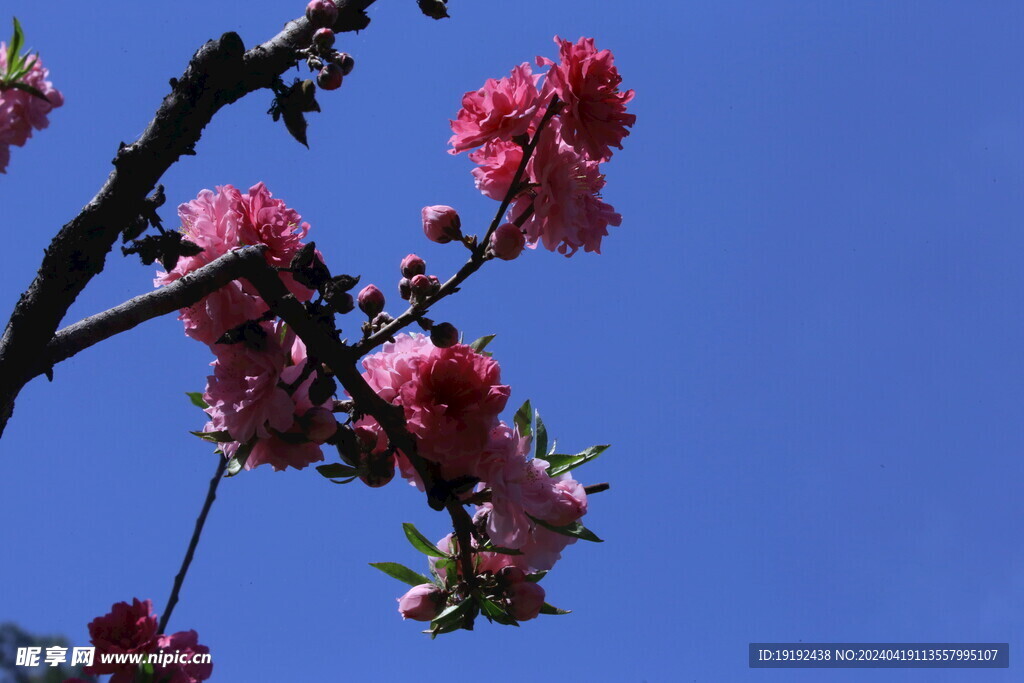 碧桃花  