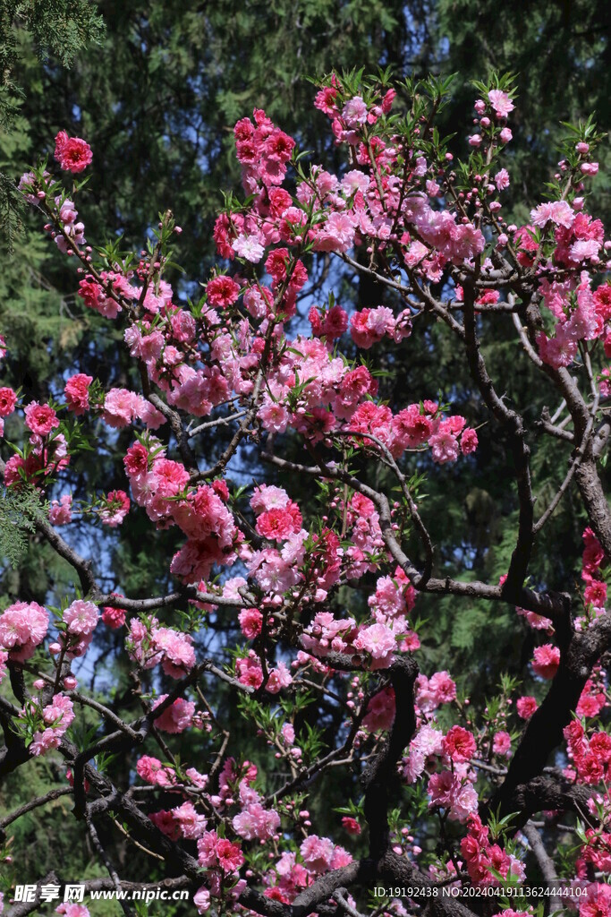 碧桃花  