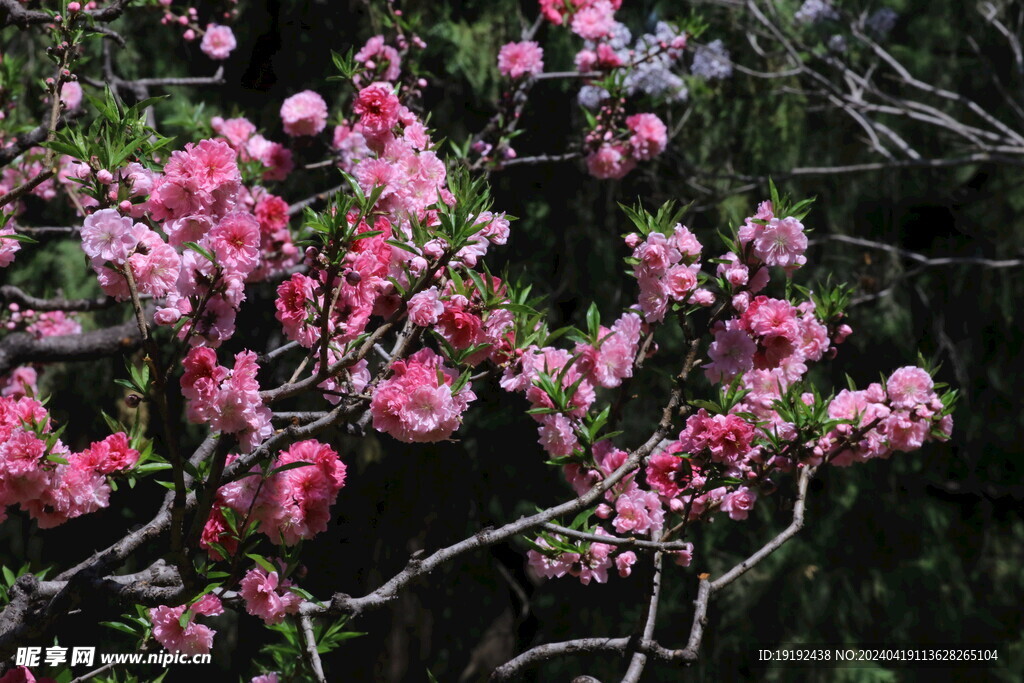 碧桃花  