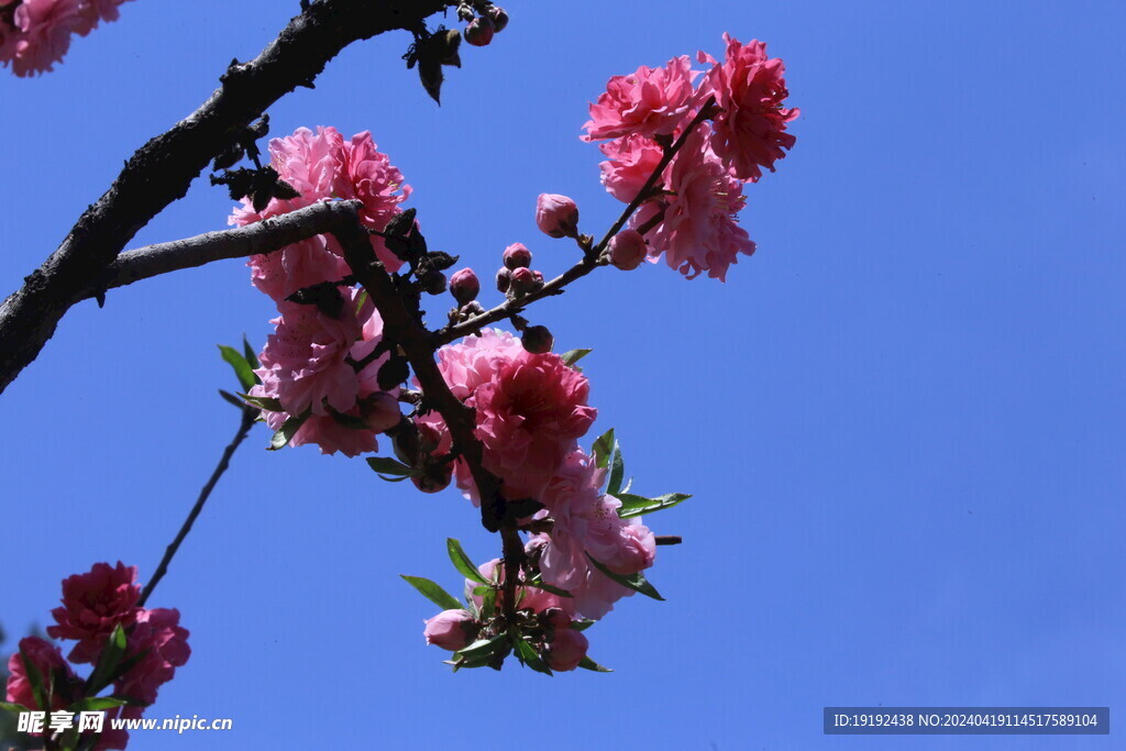 碧桃花  