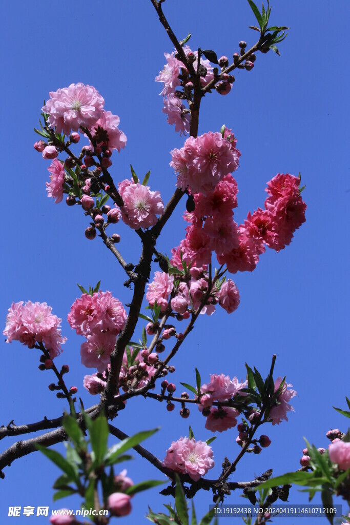 碧桃花  