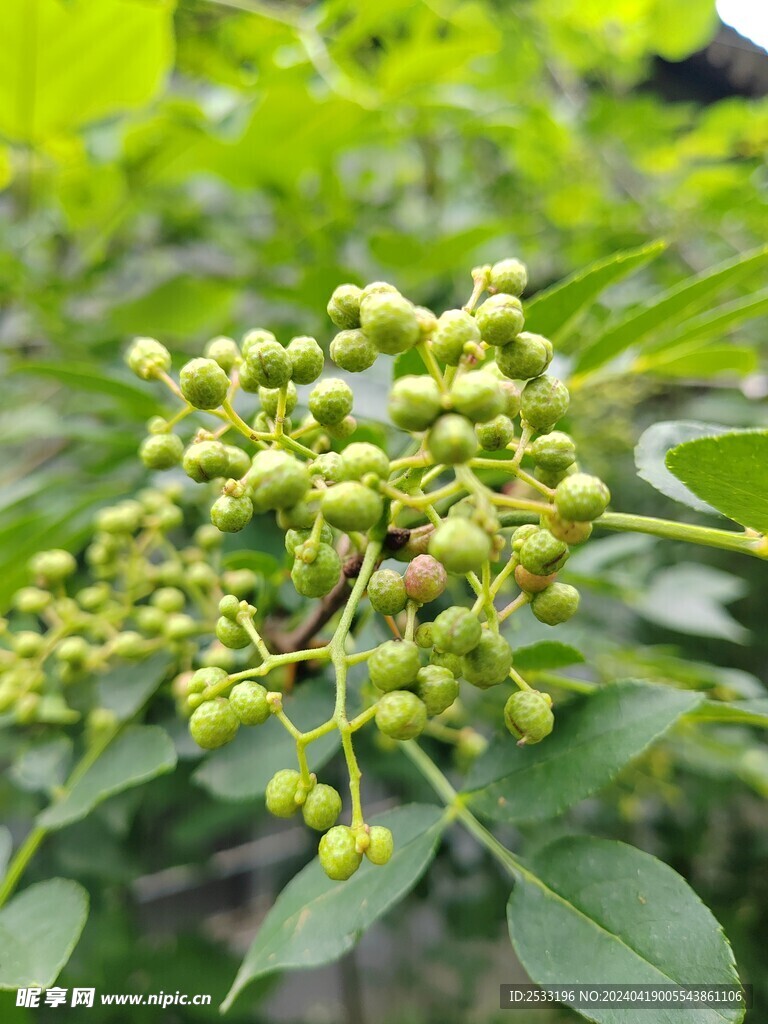 花椒