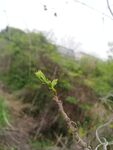 合欢树嫩叶