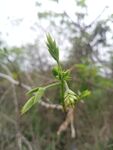合欢树嫩叶