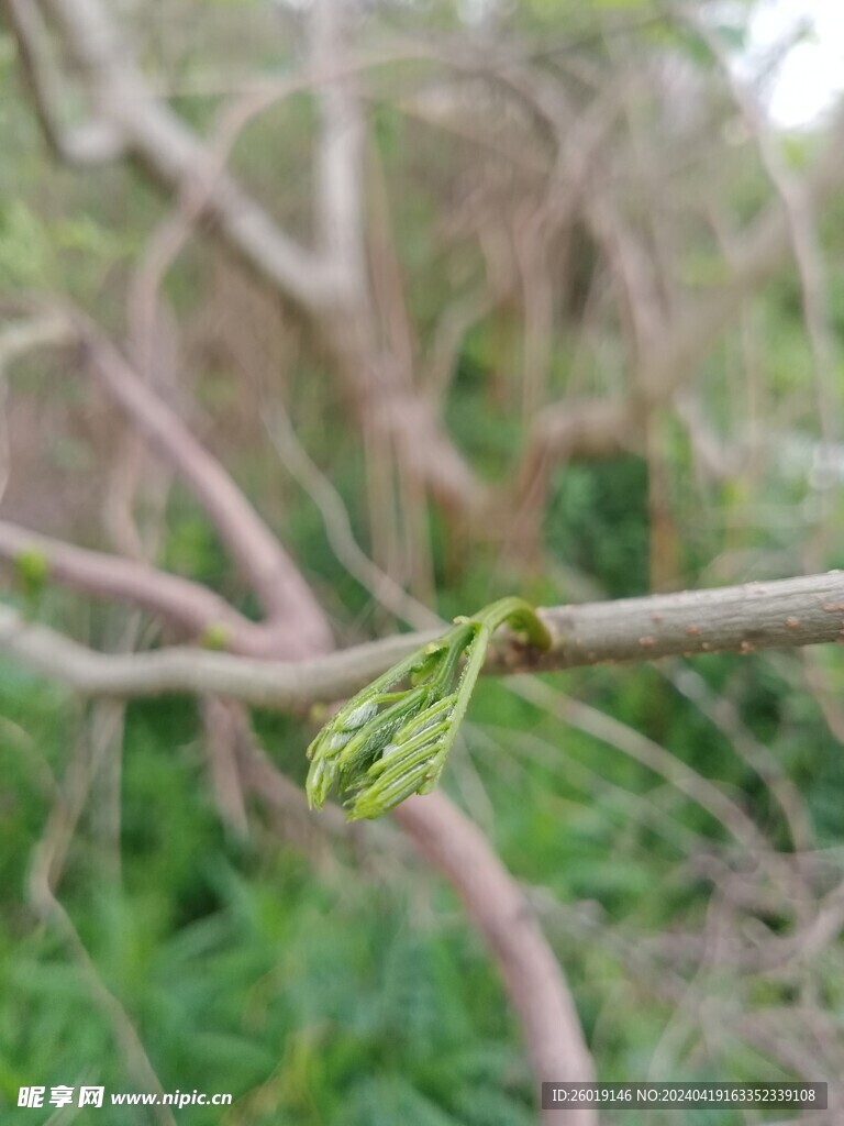 合欢树嫩叶