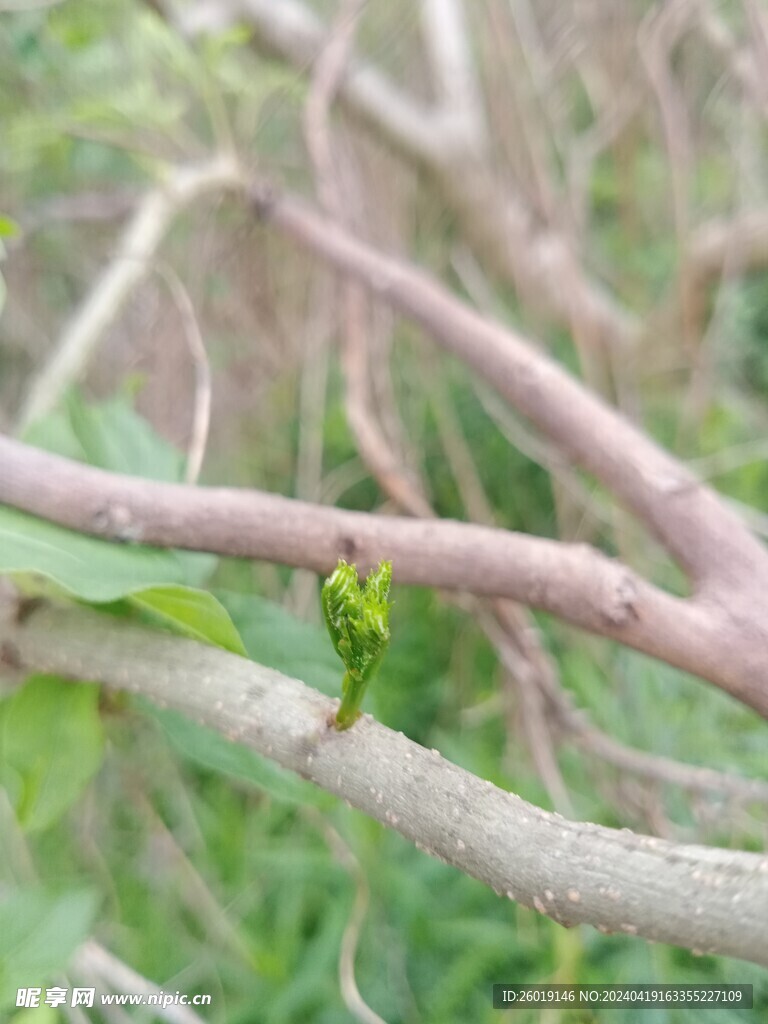 合欢树嫩叶