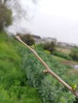 银杏树嫩芽