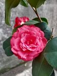 茶花