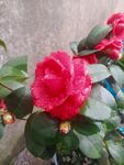 茶花