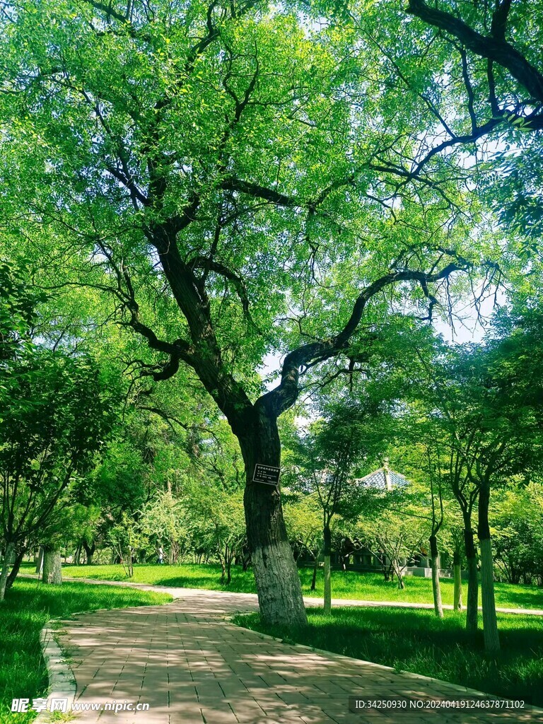 绿色树木风景